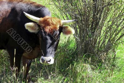 Cow walking on the mountain meadow