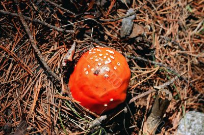 Red poisoned mushroom growing in the summer forest