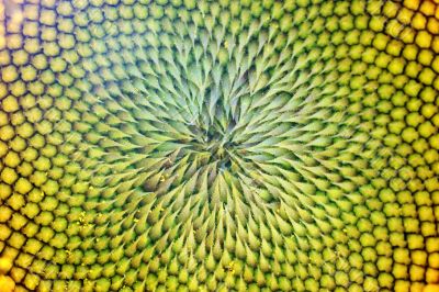 Sunflower background