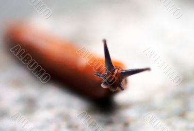 The slug
