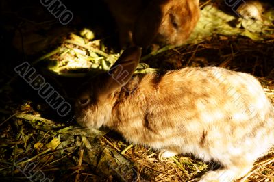 Rabbit feeding