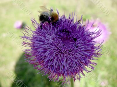 Bee landing on the thistle