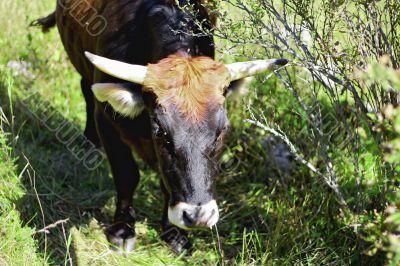 Cow walking on the mountain meadow