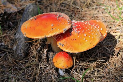 Red poisoned mushroom growing in the summer forest