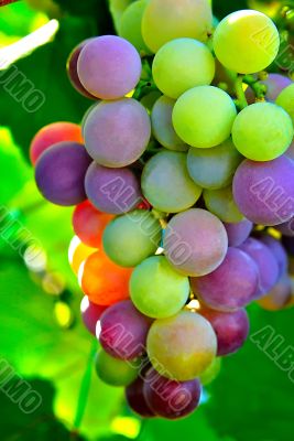Colorful bunch of grapes