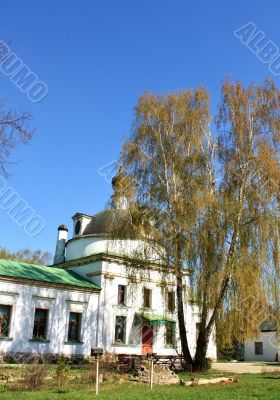 Birch in the churchyard
