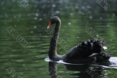 Black Swan