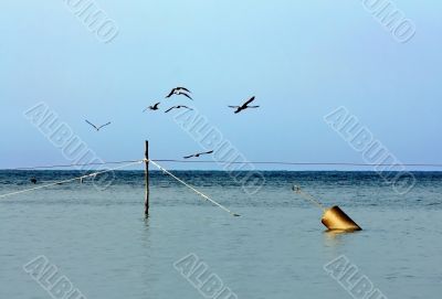 Flight of birds above the sea