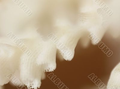 Fantasy with white pattern 