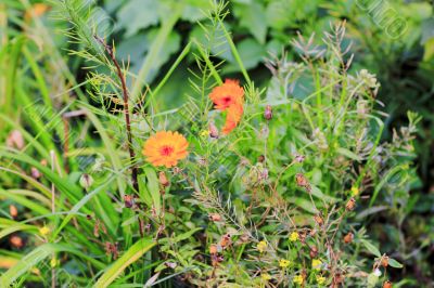 flowers 
