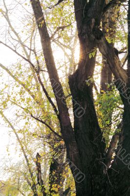 beautiful trees  
