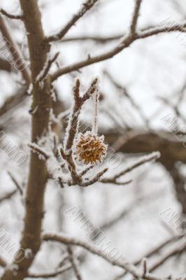 Freeze
