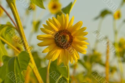 Sunflower