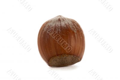 hazel nut