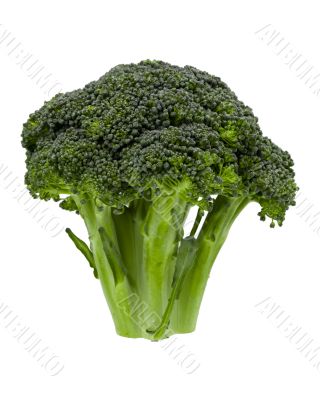 Small Head of Broccoli