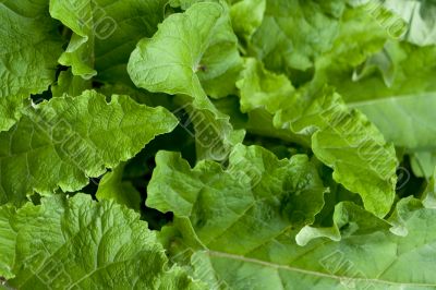 rhubarb leaves