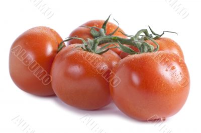  fresh tomatoes