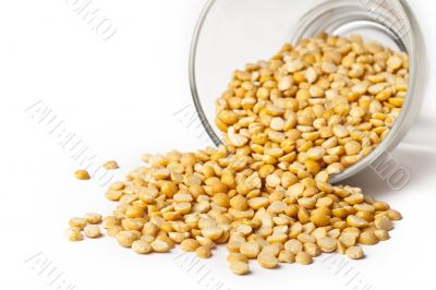 spilled corn grains
