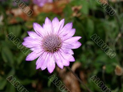 Wild purple flower