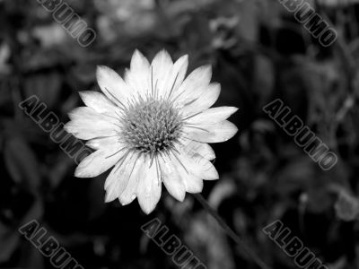 black-and-white flower.