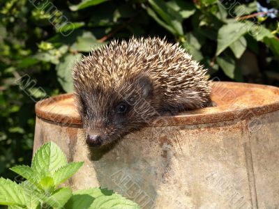 Young European hedgehog