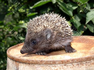 Young European hedgehog