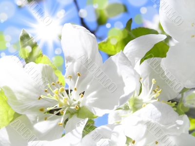 Flowering cherries in the sun