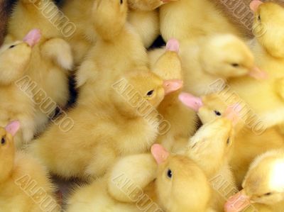 Duckling at farm.