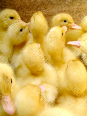 Duckling at farm.