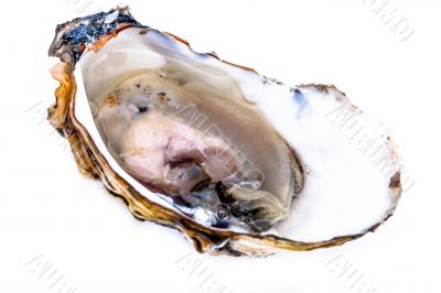 One oyster