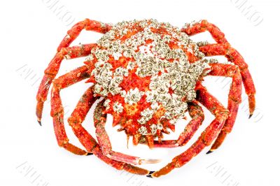 Spider Crab