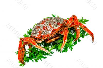 Spider Crab
