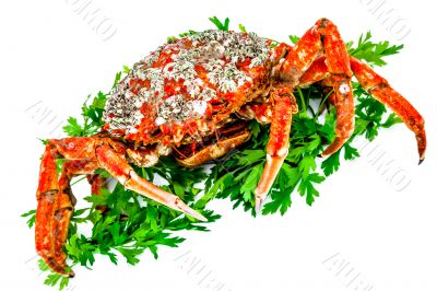 Spider Crab