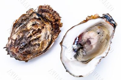 Two oysters