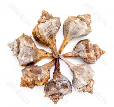 Purple or Spiny Dye Murex, bolinus Brandaris