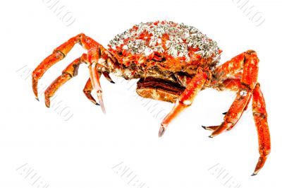 Spider Crab