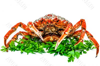 Spider Crab