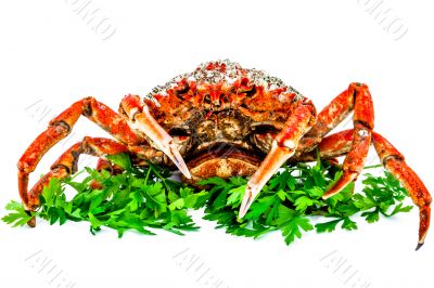 Spider Crab