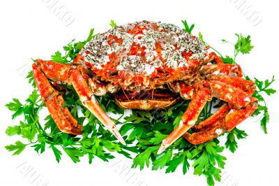 Spider Crab