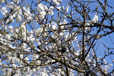 Blossoms like clouds
