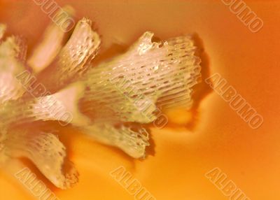 Fantasy with crystalline pattern 