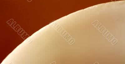 White shell (fragment)