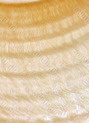 Nacre with yellow bows