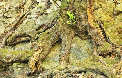 Root of an old tree