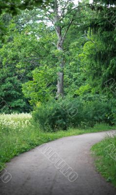 forest road 