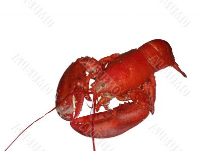 American lobster