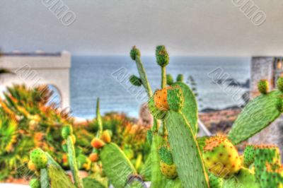 Cabo de Gata cactus