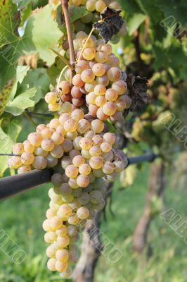 White grape