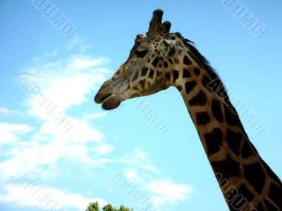 Giraffe