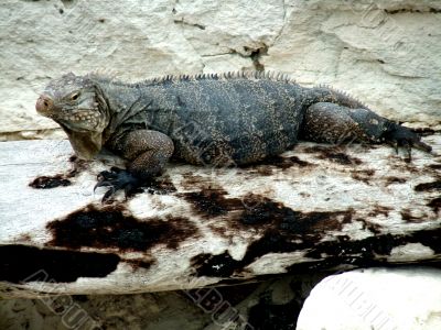 Iguana